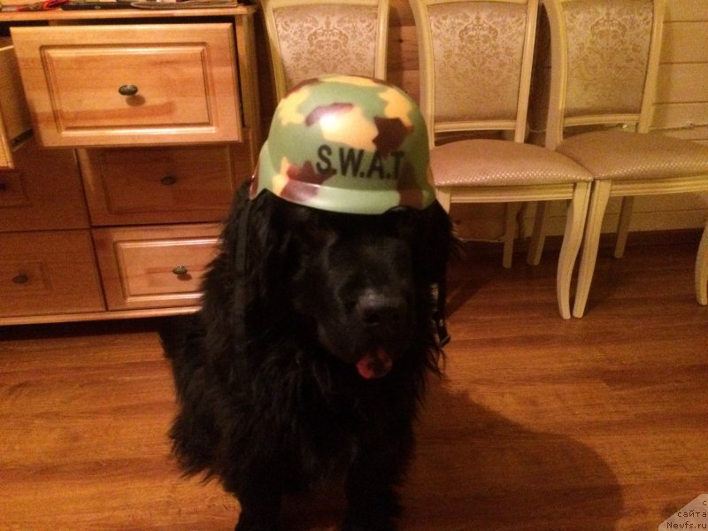 Фото: ньюфаундленд CHernyiy Balu Erofey (Черный Балу Ерофей)