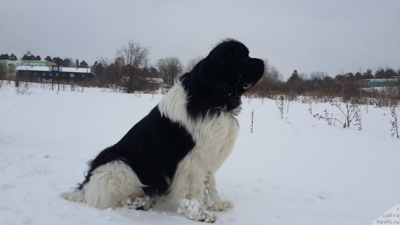 Фото: ньюфаундленд Akvian Song Kroun Royal (Аквиан Сонг Кроун Роял)