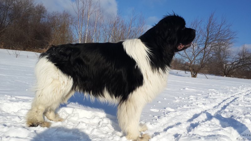 Фото: ньюфаундленд Akvian Song Kroun Royal (Аквиан Сонг Кроун Роял)