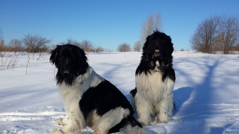 Фото: ньюфаундленд Otrada CHudnaya Moya iz Tihogo Omuta (Отрада Чудная Моя из Тихого Омута)