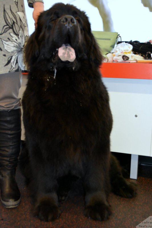 Фотография № 201176