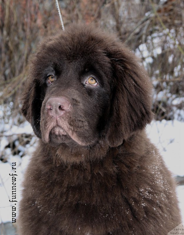 Фото: ньюфаундленд Funnewf Antarktika (Фанньюф Антарктика)