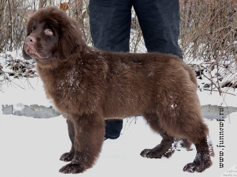 Фото: ньюфаундленд Funnewf Antarktika (Фанньюф Антарктика)