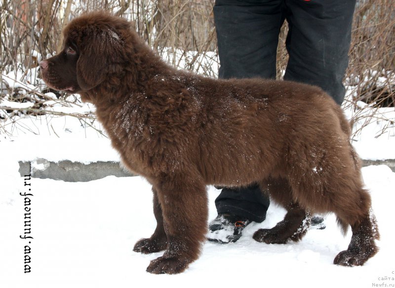 Фото: ньюфаундленд Funnewf Antarktika (Фанньюф Антарктика)