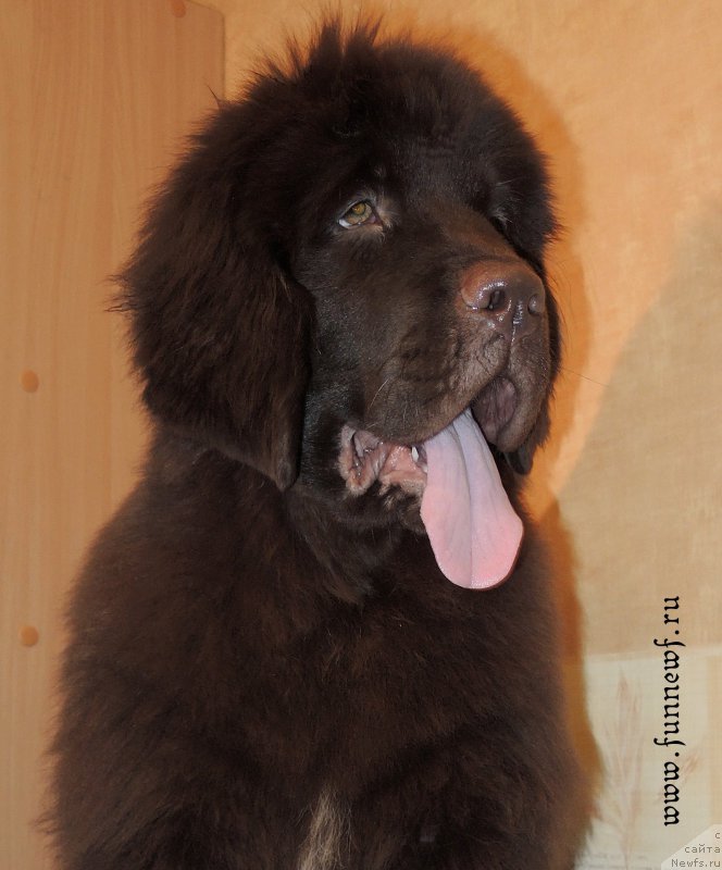 Фото: ньюфаундленд Funnewf Antarktika (Фанньюф Антарктика)