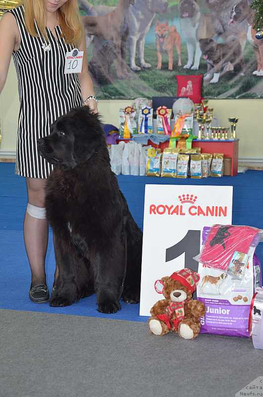 Фотография № 201182