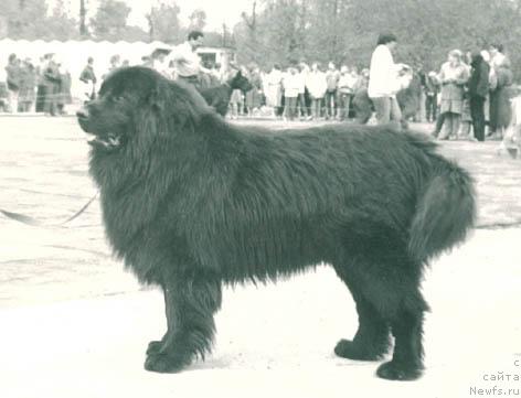 Фото: ньюфаундленд Toy Teri Ges (Той Тери Гес)