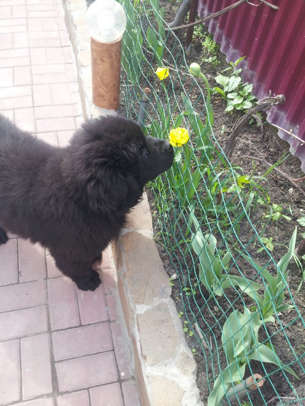 Фото: ньюфаундленд Amadey fon Bayron (Амадей фон Байрон)