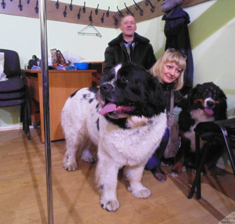 Фото: ньюфаундленд Mag Ispolin Morskaya Jemchujina (Маг Исполин Морская Жемчужина)