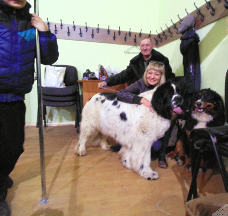 Фото: ньюфаундленд Mag Ispolin Morskaya Jemchujina (Маг Исполин Морская Жемчужина)