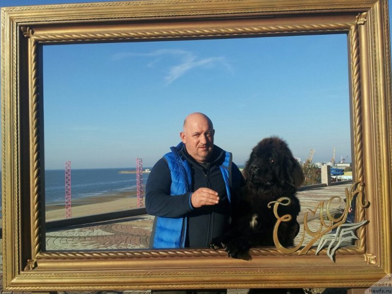 Фото: ньюфаундленд Amadey fon Bayron (Амадей фон Байрон)