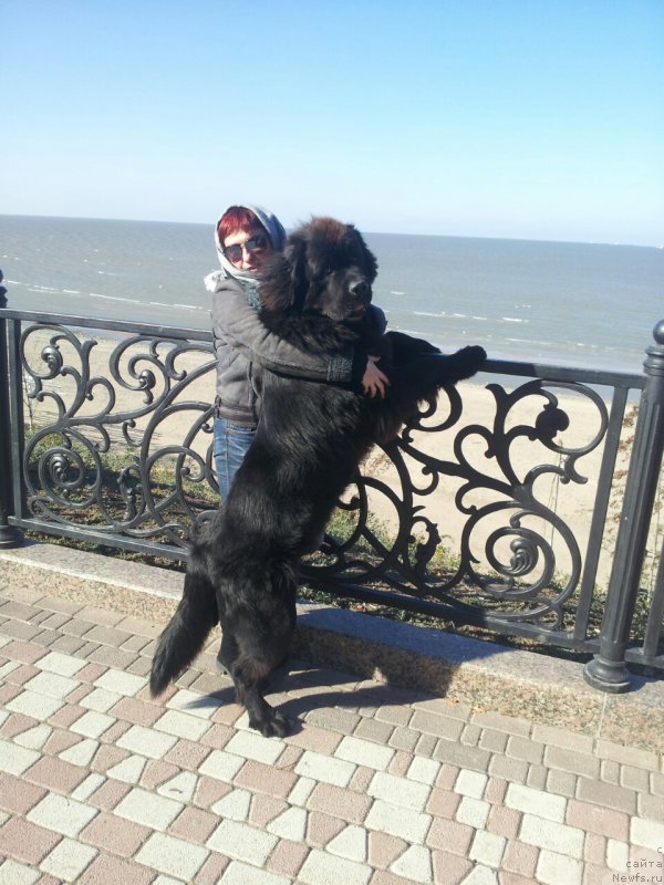 Фото: ньюфаундленд Amadey fon Bayron (Амадей фон Байрон)