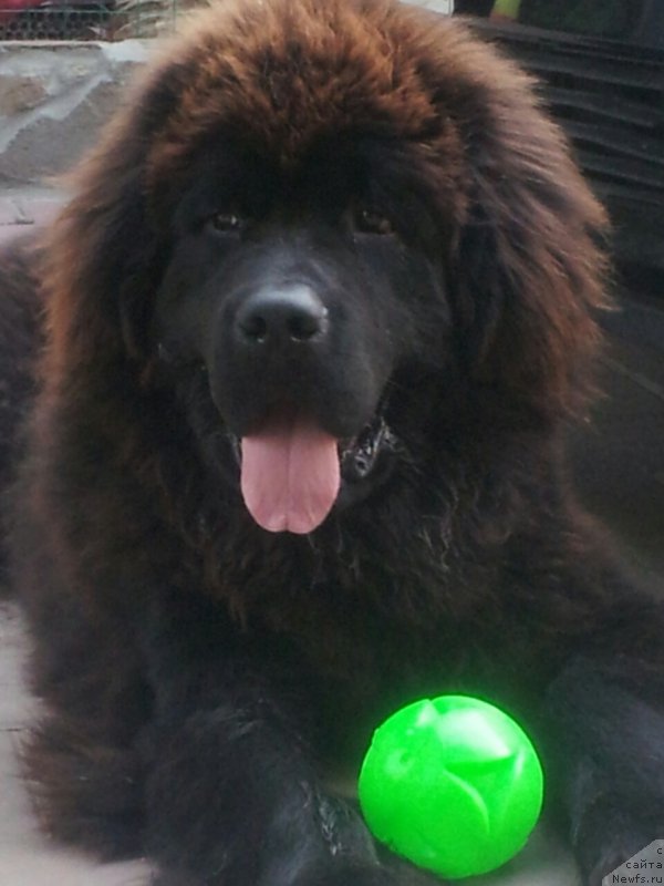 Фото: ньюфаундленд Amadey fon Bayron (Амадей фон Байрон)