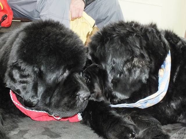 Фото: ньюфаундленд S'Nezhnaya Vjuga Alyaniko del Vulture (С'Нежная Вьюга Альянико Дель Вультуре), ньюфаундленд Overture iz Medvejyego Yara (Увертюра из Медвежьего Яра)