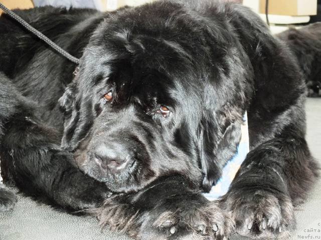 Фото: ньюфаундленд Overture iz Medvejyego Yara (Увертюра из Медвежьего Яра)