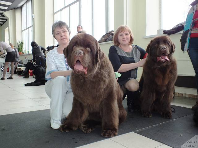 Фото: ньюфаундленд Plushevaya Panda Giorgio Beuerlu Hills (Плюшевая Панда Гиоргио Беуерлу Хиллс), Elena Kropotova (Елена Кропотова), Мишанкина Оля, ньюфаундленд Plushevaya Panda Big Faultess Kora (Плюшевая Панда Биг Фаултесс Кора)