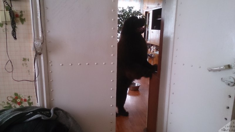 Фотография № 201230