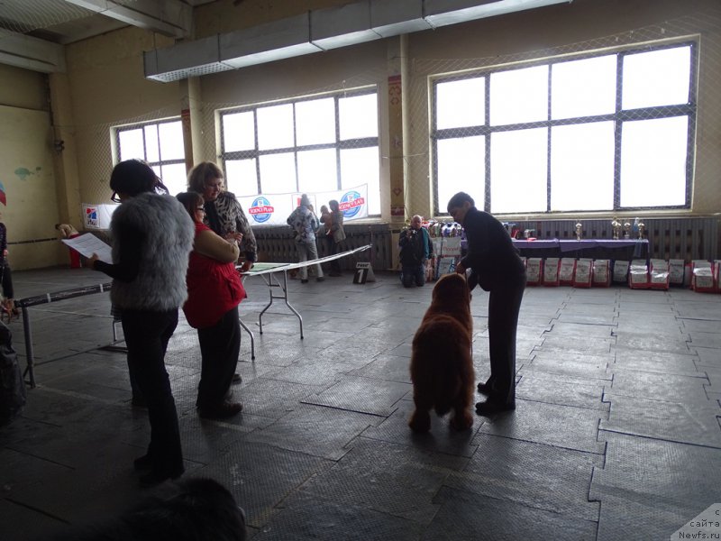 Фото: ньюфаундленд N'yufort Vivian (Ньюфорт Вивиан), Galiya Gizatullina (Галия Гизатуллина)