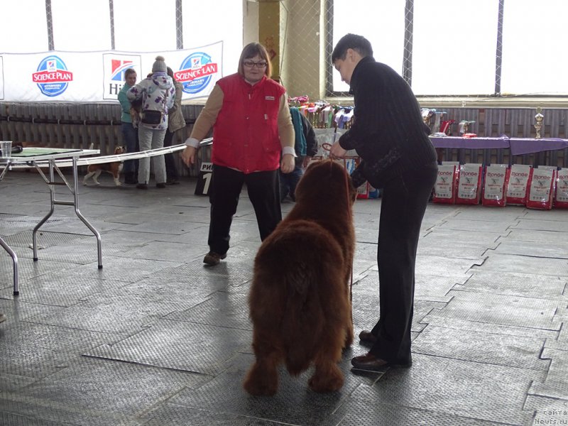 Фото: ньюфаундленд N'yufort Vivian (Ньюфорт Вивиан), Galiya Gizatullina (Галия Гизатуллина)