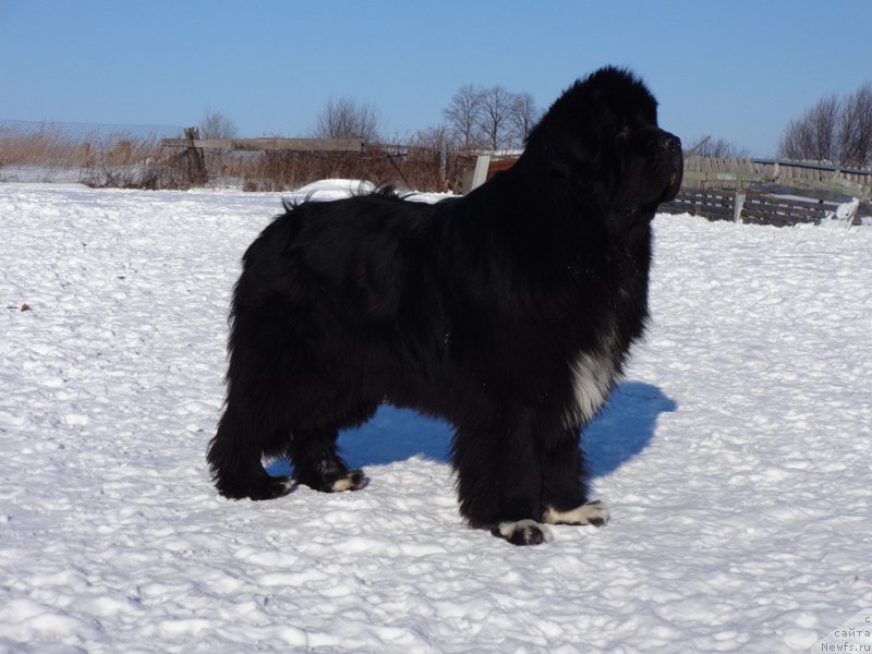 Фото: ньюфаундленд Promise To Love Midnight Bear (Promise To Love Midnight Bear)