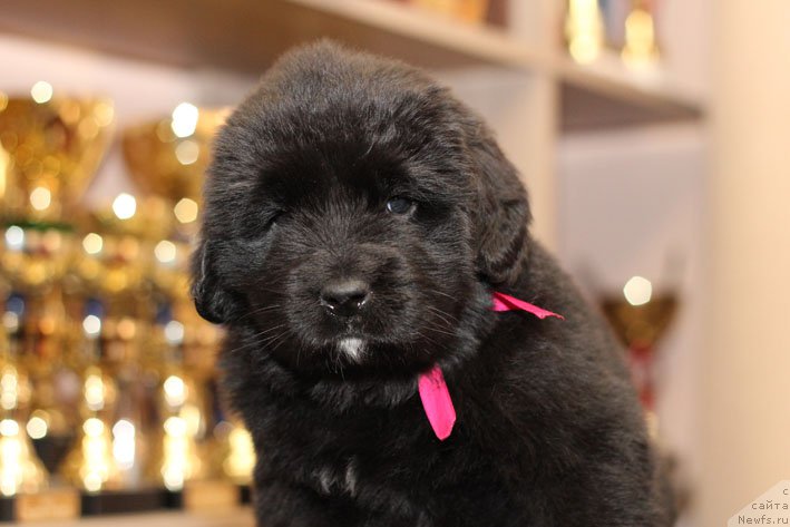 Фото: ньюфаундленд Zimnyaya Vishnya s Berega Dona (Зимняя Вишня с Берега Дона)