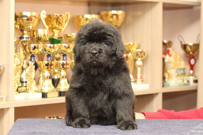 Фотография № 201242