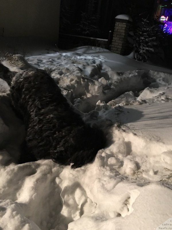 Фото: ньюфаундленд Belkonder-Klab YAlungo Strong (Белкондер-Клаб Ялунго Стронг)