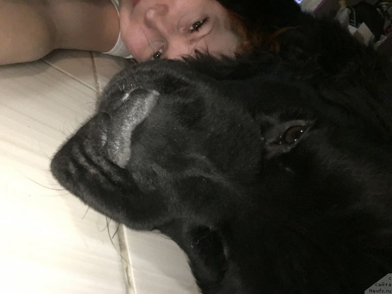 Фото: ньюфаундленд Belkonder-Klab YAlungo Strong (Белкондер-Клаб Ялунго Стронг)