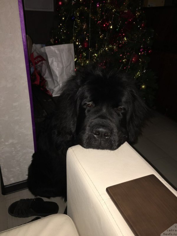 Фото: ньюфаундленд Belkonder-Klab YAlungo Strong (Белкондер-Клаб Ялунго Стронг)