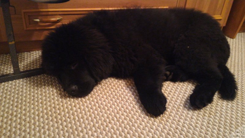 Фото: ньюфаундленд Belkonder-Club Burgundy Ice (Белкондер-Клаб Бургунди Айс)