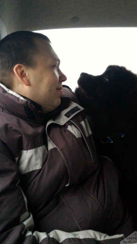 Фото: ньюфаундленд Belkonder-Club Burgundy Ice (Белкондер-Клаб Бургунди Айс)