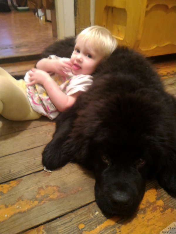 Фото: ньюфаундленд Belkonder-Club Burgundy Ice (Белкондер-Клаб Бургунди Айс)