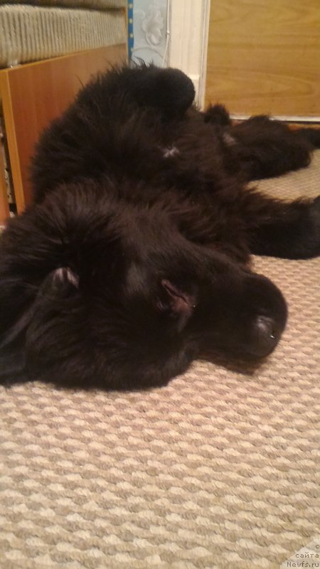 Фото: ньюфаундленд Belkonder-Club Burgundy Ice (Белкондер-Клаб Бургунди Айс)