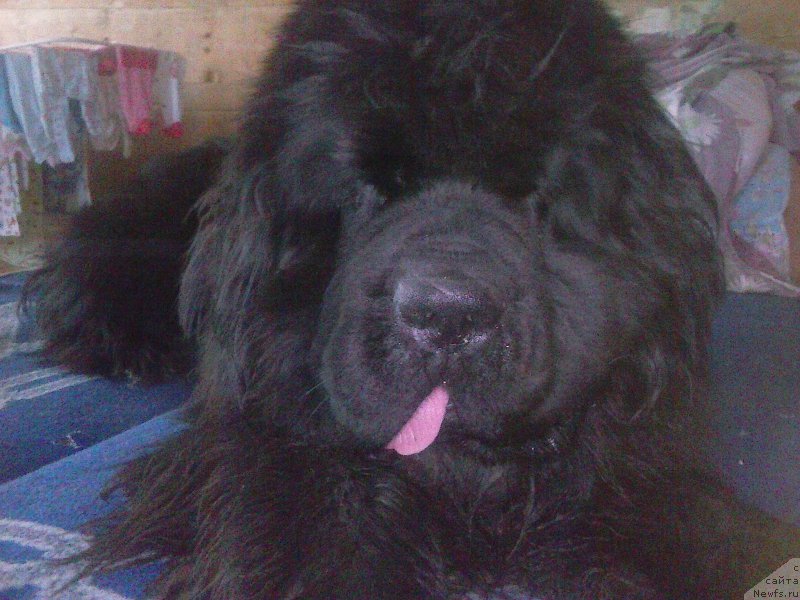 Фото: ньюфаундленд Dark Pride Valentino (Дак Прайд Валентино)