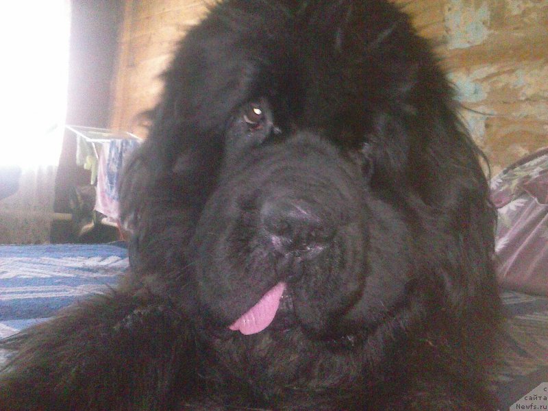 Фото: ньюфаундленд Dark Pride Valentino (Дак Прайд Валентино)