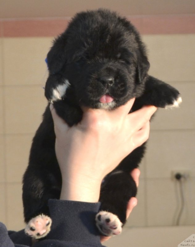 Фото: Щенки от, ньюфаундленд Promise To Love Midnight Bear (Promise To Love Midnight Bear), и, ньюфаундленд Newflame of Love Midnight Bear