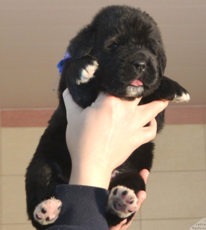 Фото: Щенки от, ньюфаундленд Promise To Love Midnight Bear (Promise To Love Midnight Bear), и, ньюфаундленд Newflame of Love Midnight Bear