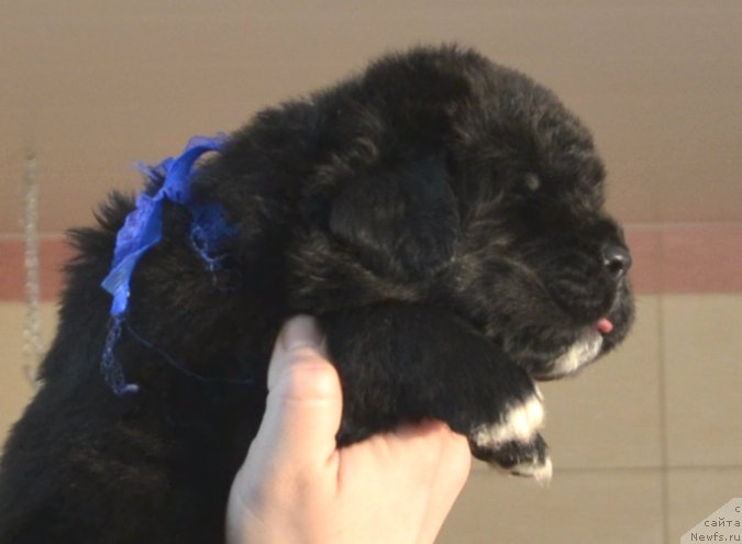 Фото: Щенки от, ньюфаундленд Promise To Love Midnight Bear (Promise To Love Midnight Bear), и, ньюфаундленд Newflame of Love Midnight Bear