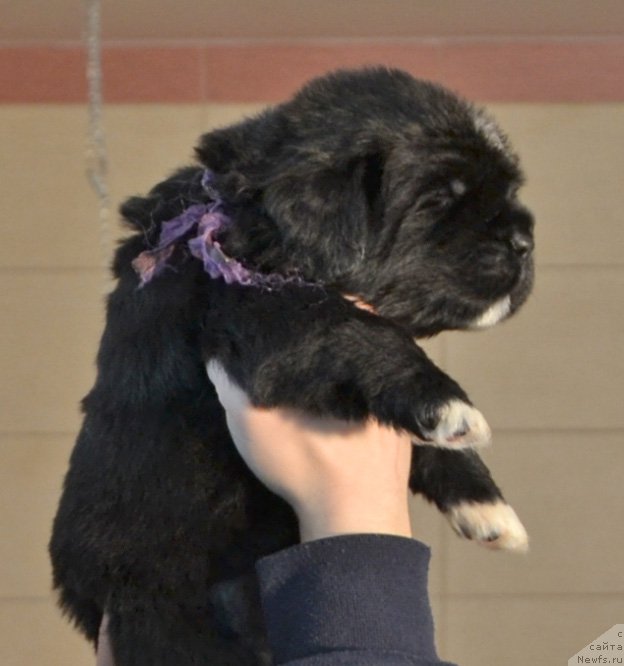 Фото: Щенки от, ньюфаундленд Promise To Love Midnight Bear (Promise To Love Midnight Bear), и, ньюфаундленд Newflame of Love Midnight Bear