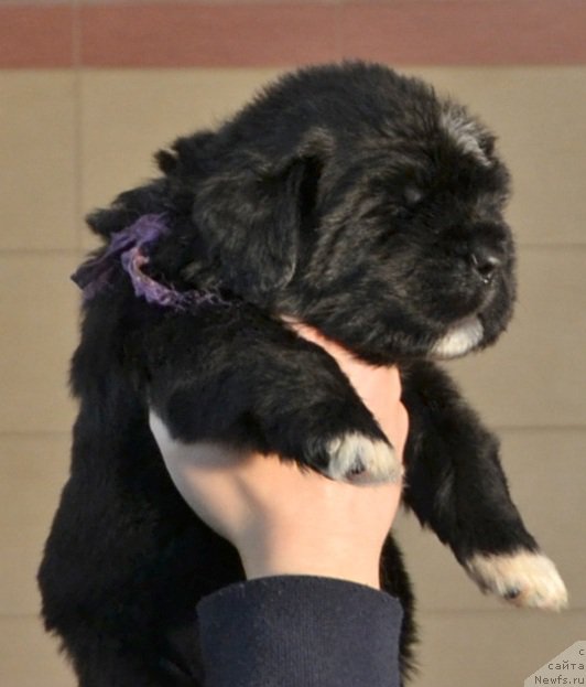 Фото: Щенки от, ньюфаундленд Promise To Love Midnight Bear (Promise To Love Midnight Bear), и, ньюфаундленд Newflame of Love Midnight Bear