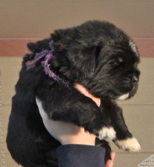 Фото: Щенки от, ньюфаундленд Promise To Love Midnight Bear (Promise To Love Midnight Bear), и, ньюфаундленд Newflame of Love Midnight Bear