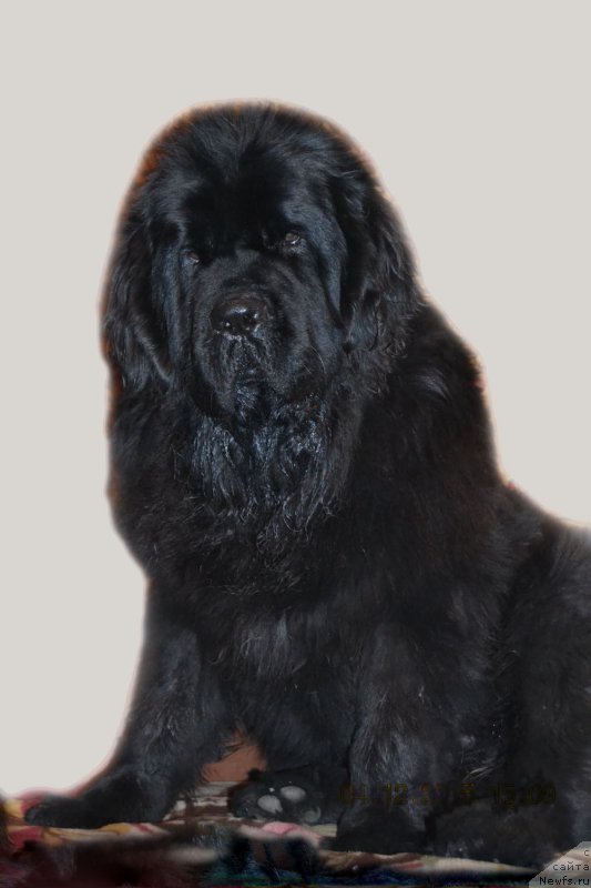 Фото: ньюфаундленд Linda Vyaliki Myadzvedz' (Линда Вялiкi Мядзведзь)
