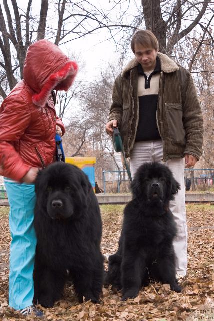 Фото: Nadejda Momot (Надежда Момот), ньюфаундленд Ygan s Toyanova Gorodka (Юган с Тоянова Городка), ньюфаундленд Super Premium Vashington (Супер Премиум Вашингтон), Maksim Kanunnikov (Максим Канунников)