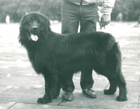 Фото: ньюфаундленд Sen Ju (Сен Жу)