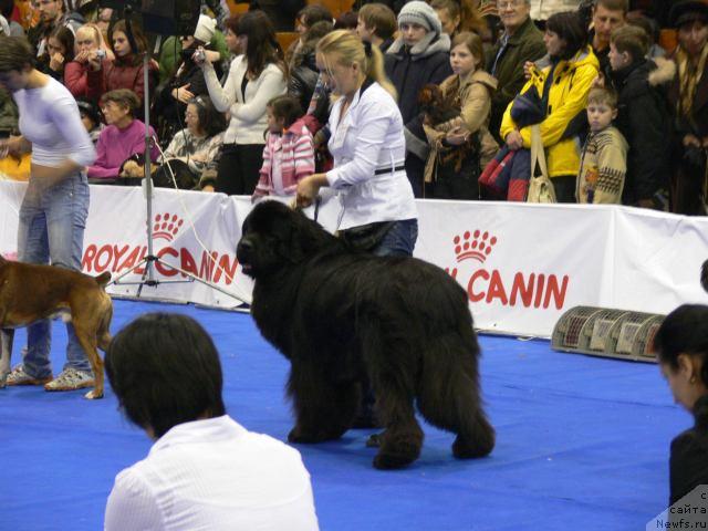 Фото: Aleksandra Ivashova (Александра Ивашова), ньюфаундленд O Black Diamond Little Bear (О Блек Диамонд Литтл Беар)