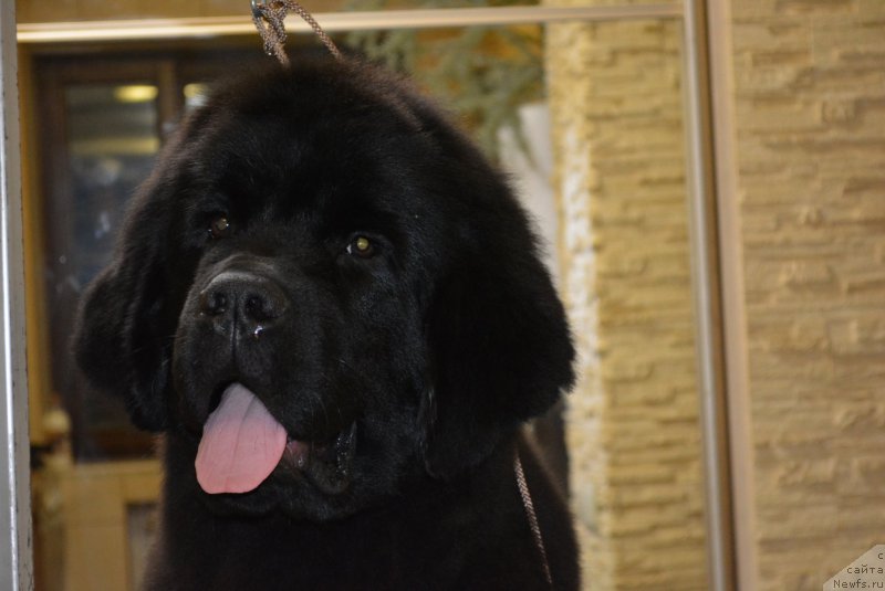 Фотография № 201304