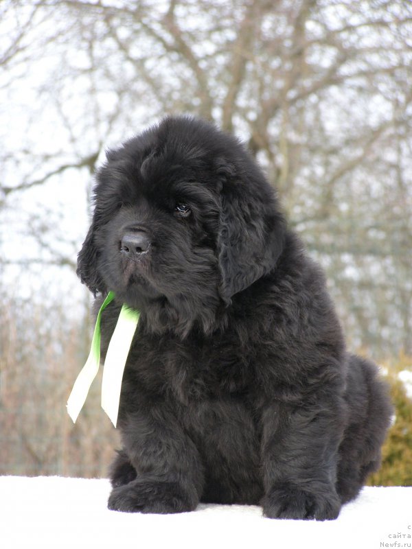 Фотография № 201309