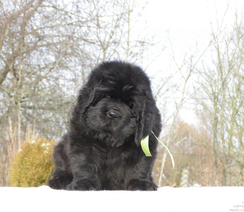 Фотография № 201310