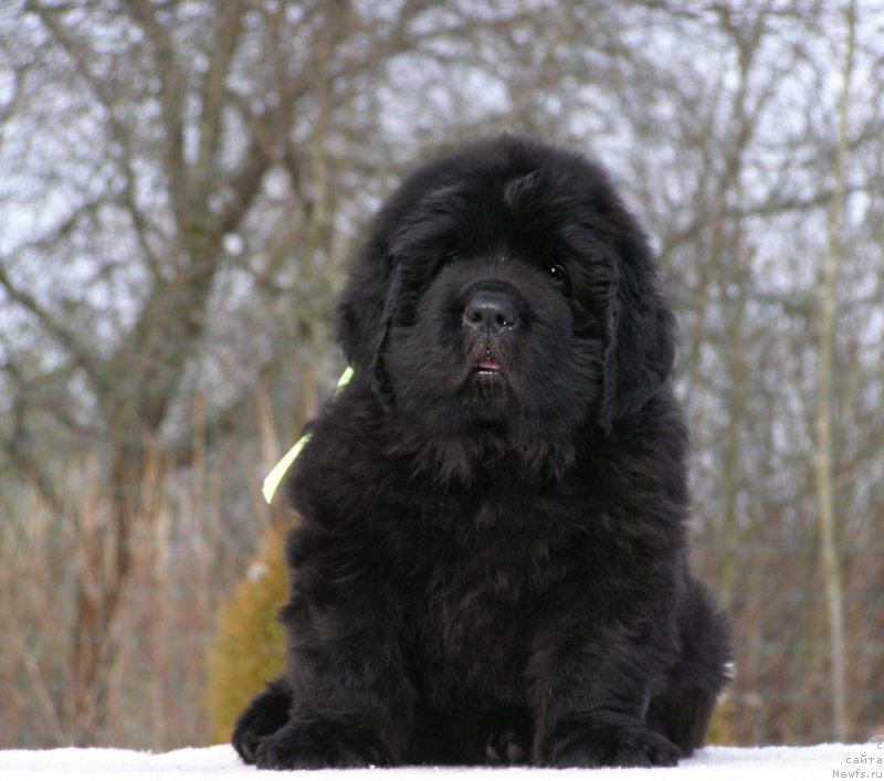 Фотография № 201312