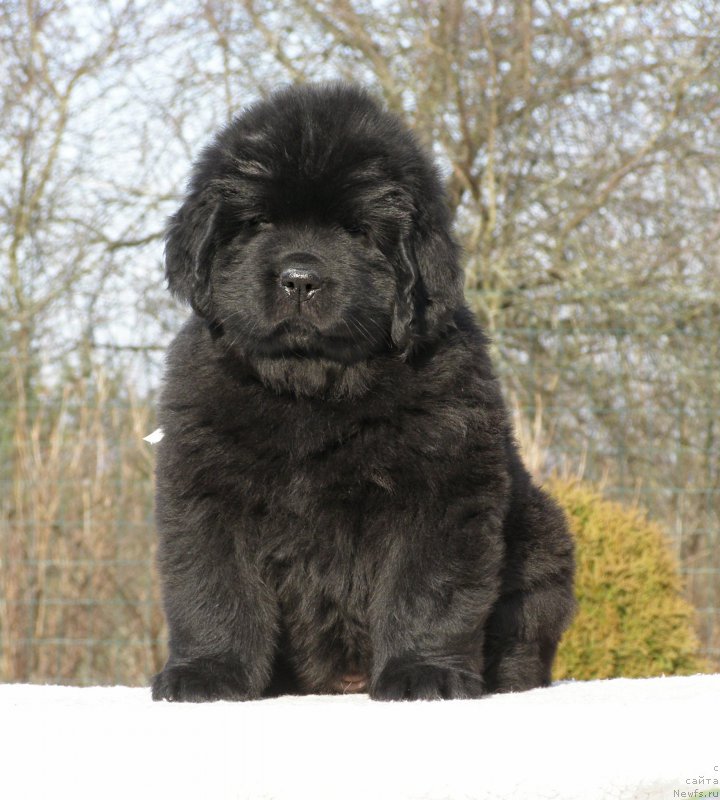 Фотография № 201320